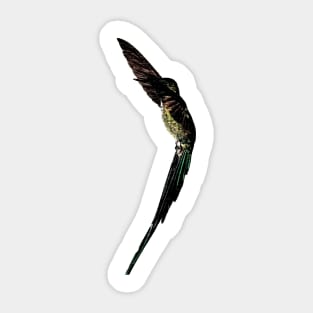 humming bird Sticker